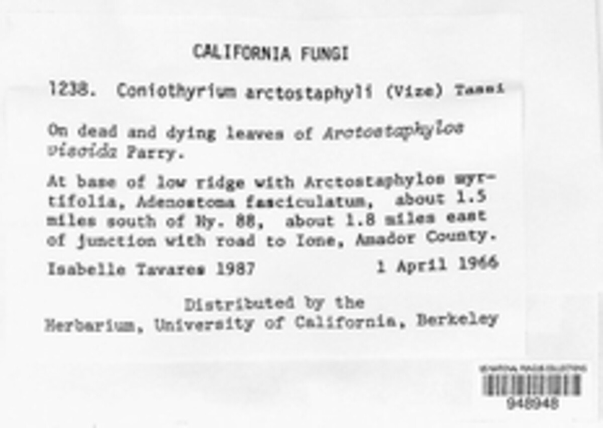 Coniothyrium arctostaphyli image